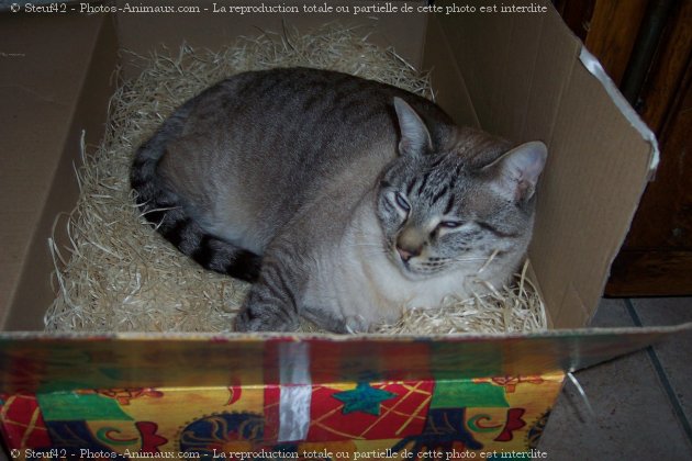 Photo de Chat domestique