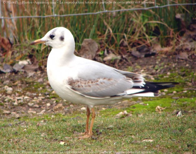 Photo de Mouette