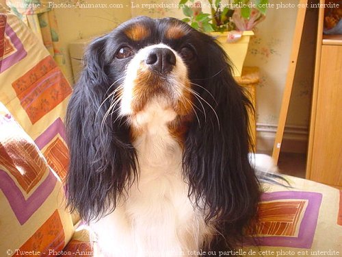 Photo de Cavalier king charles spaniel