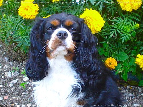 Photo de Cavalier king charles spaniel