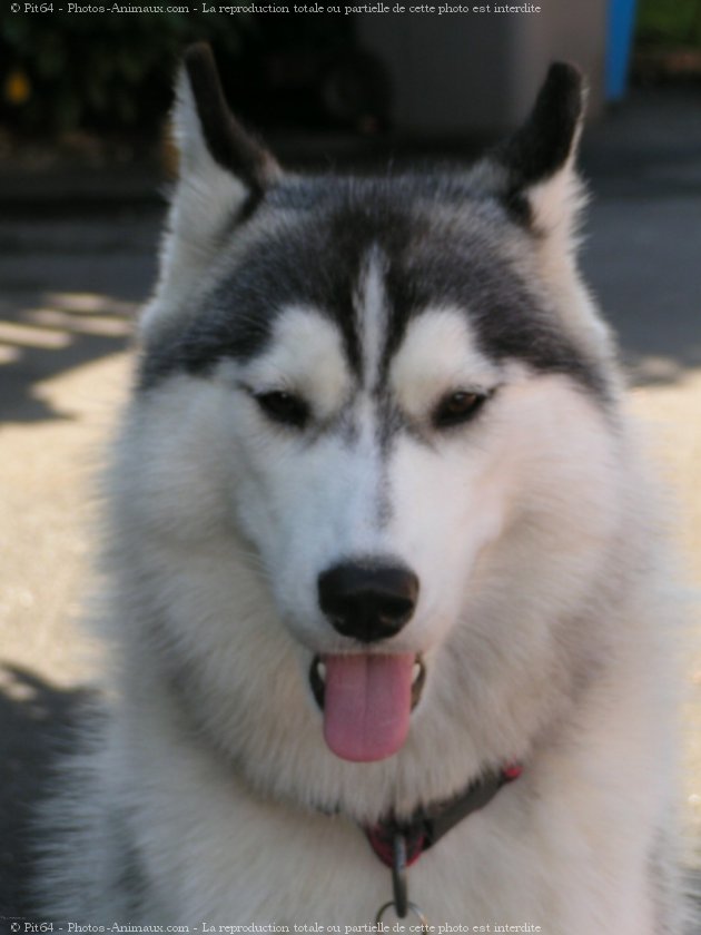 Photo de Husky siberien