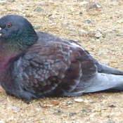 Photo de Pigeon