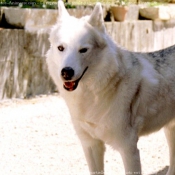 Photo de Husky siberien