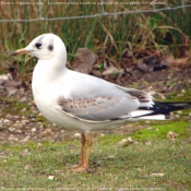 Photo de Mouette