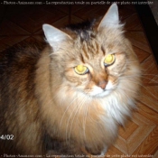 Photo de Maine coon