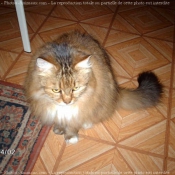 Photo de Maine coon