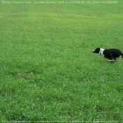 Photo de Border collie