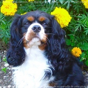 Photo de Cavalier king charles spaniel