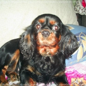 Photo de Cavalier king charles spaniel