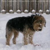 Photo de Griffon nivernais