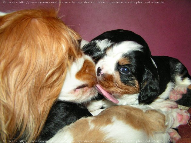 Photo de Cavalier king charles spaniel