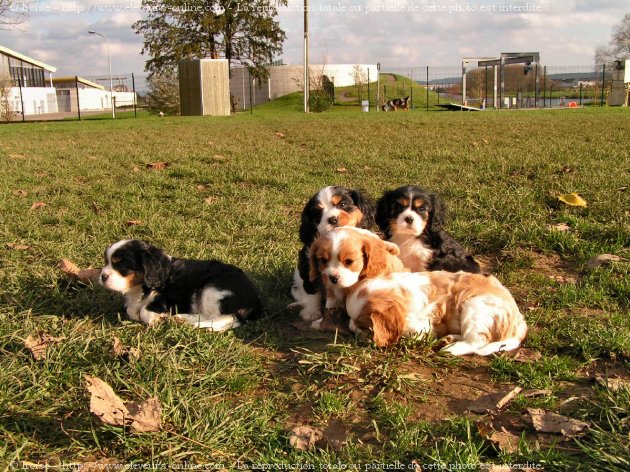 Photo de Cavalier king charles spaniel