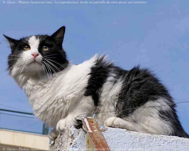 Photo de Chat domestique