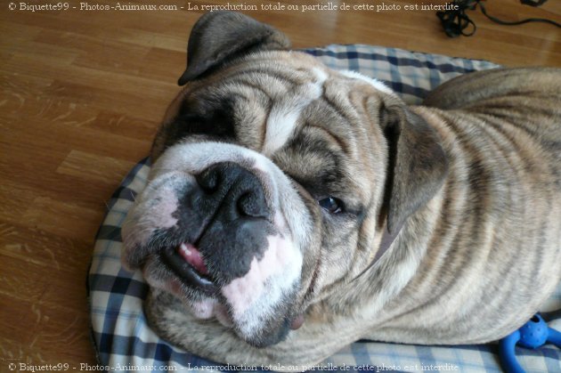 Photo de Bulldog