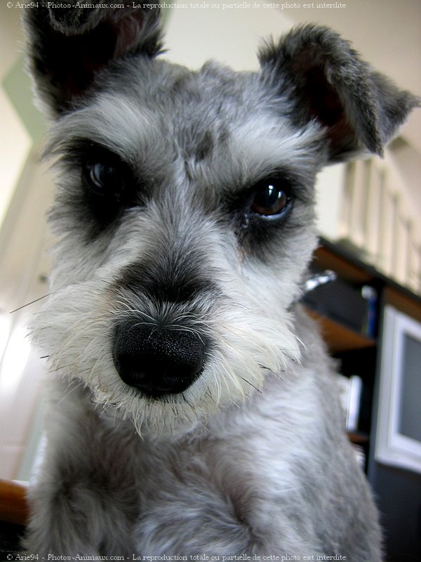 Photo de Schnauzer nain