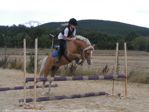 Photo de Races diffrentes