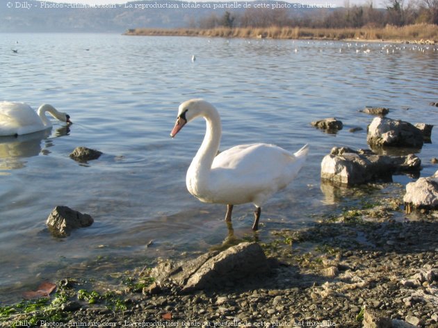 Photo de Cygne