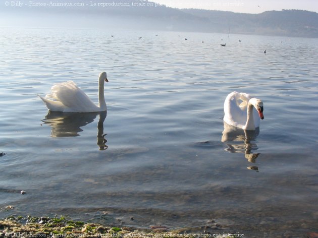 Photo de Cygne