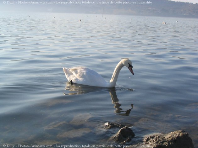 Photo de Cygne