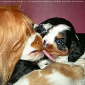 Photo de Cavalier king charles spaniel