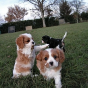 Photo de Cavalier king charles spaniel