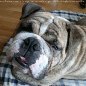 Photo de Bulldog