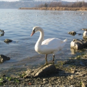 Photo de Cygne