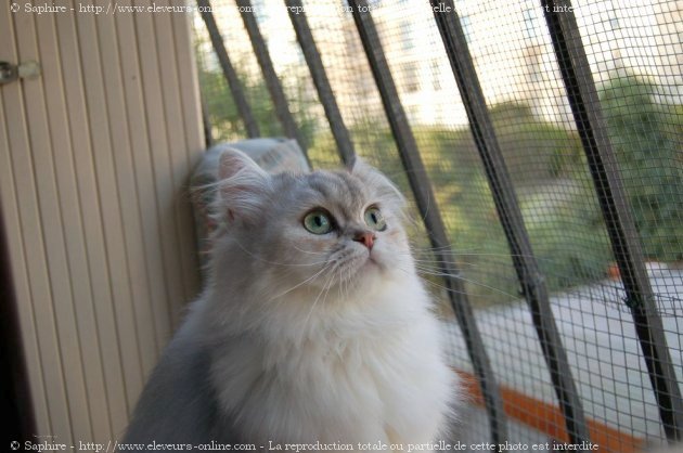 Photo de British longhair