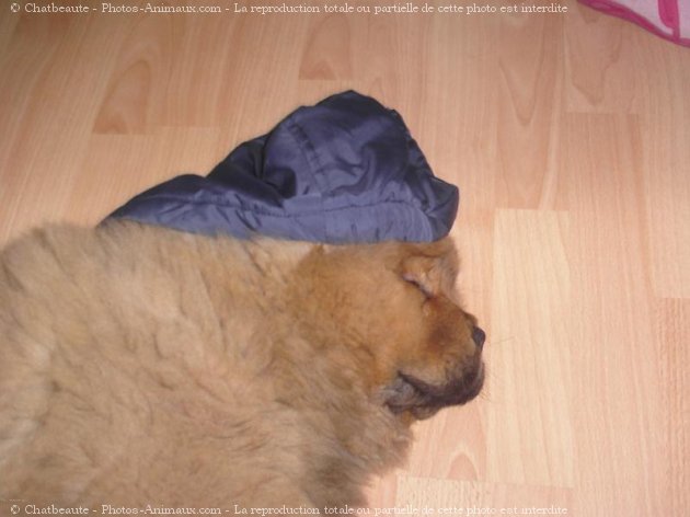 Photo de Chow chow