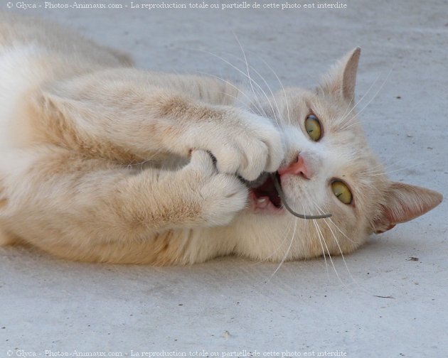 Photo de Chat domestique