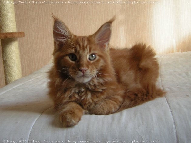 Photo de Maine coon