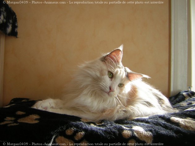 Photo de Maine coon