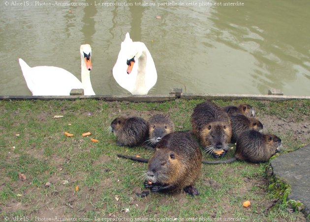 Photo de Races diffrentes