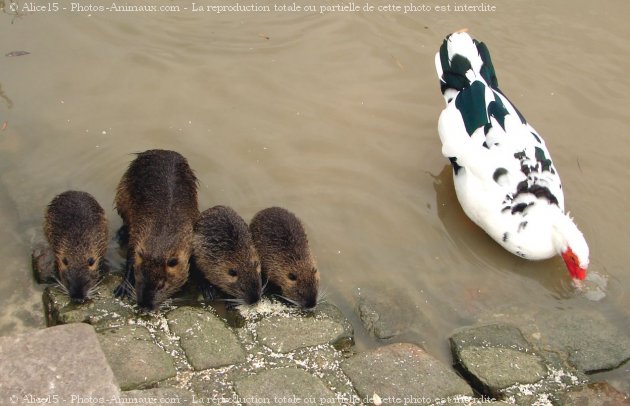 Photo de Races diffrentes