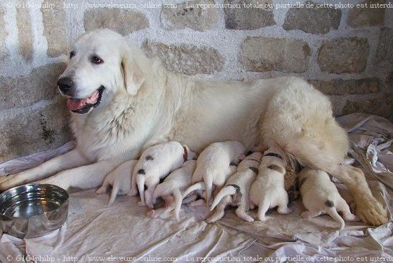 Photo de Chien de montagne des pyrnes