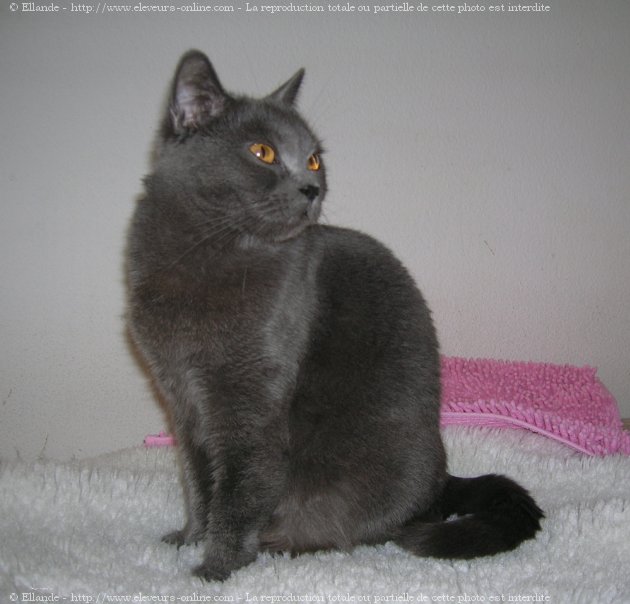 Photo de Chartreux