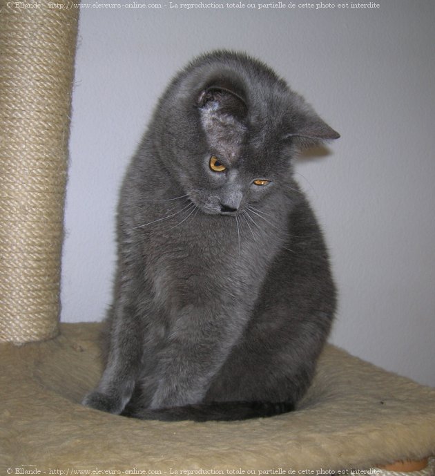 Photo de Chartreux