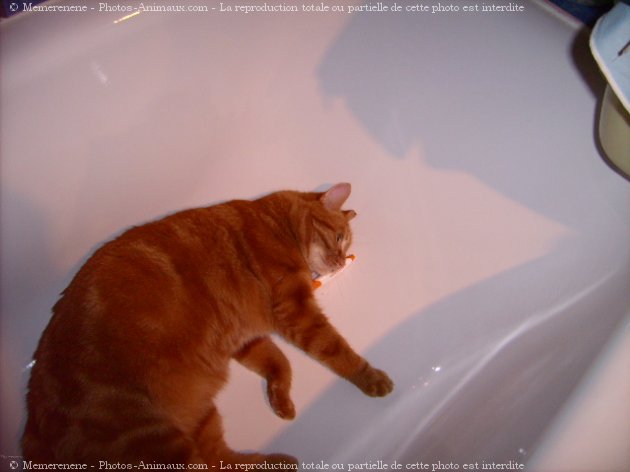 Photo de Chat domestique