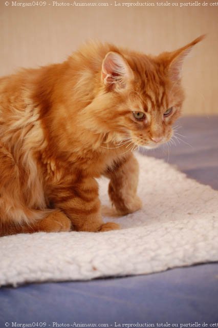 Photo de Maine coon