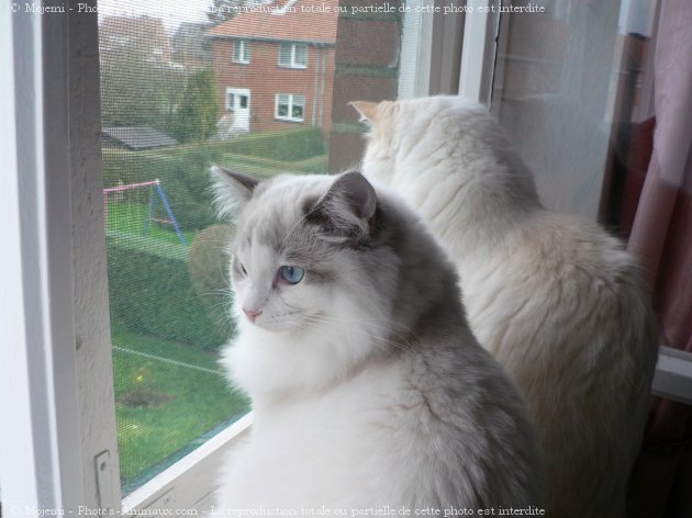 Photo de Ragdoll