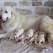 Photo de Chien de montagne des pyrnes