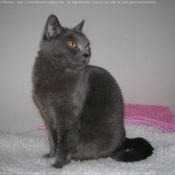 Photo de Chartreux