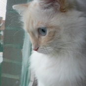 Photo de Ragdoll