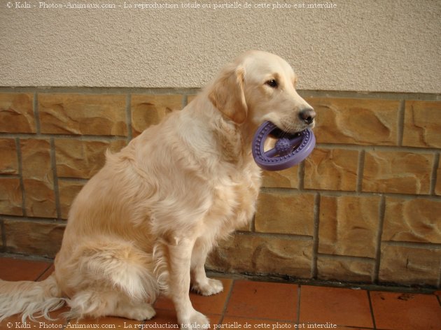 Photo de Golden retriever