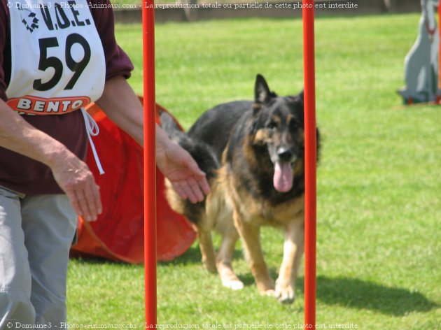 Photo de Berger allemand  poil court