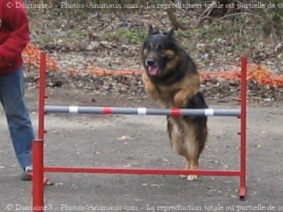 Photo de Berger allemand  poil court