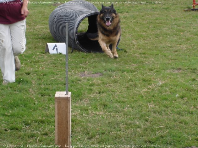 Photo de Berger allemand  poil court