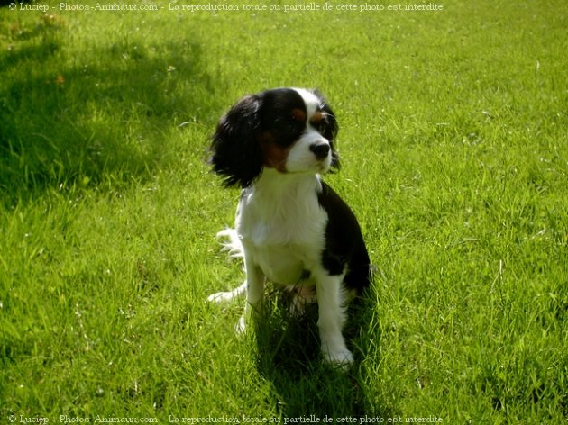 Photo de Cavalier king charles spaniel