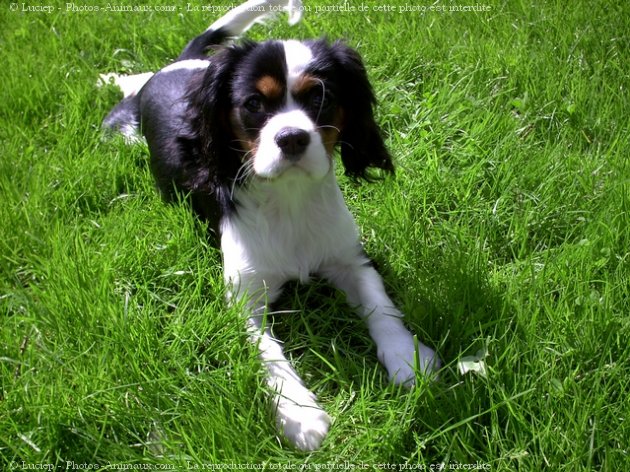 Photo de Cavalier king charles spaniel