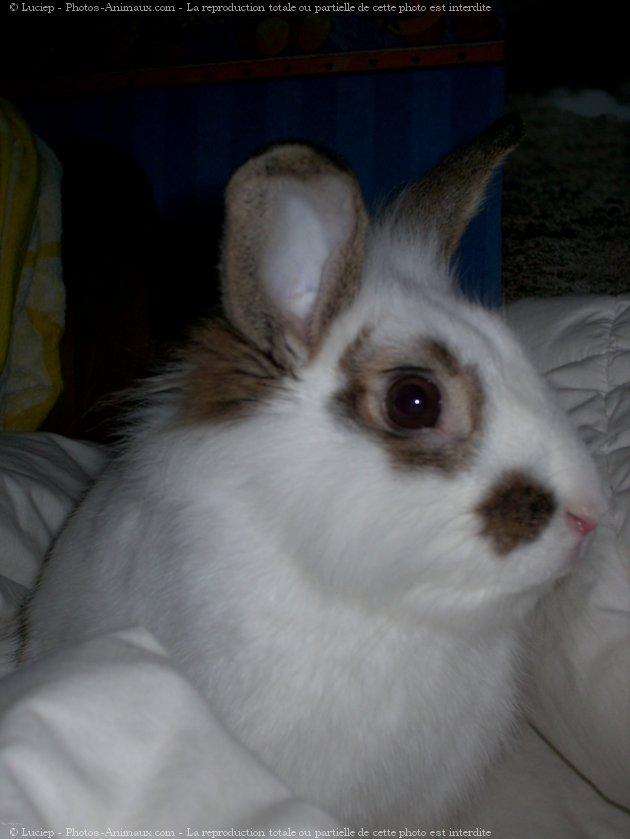 Photo de Lapin